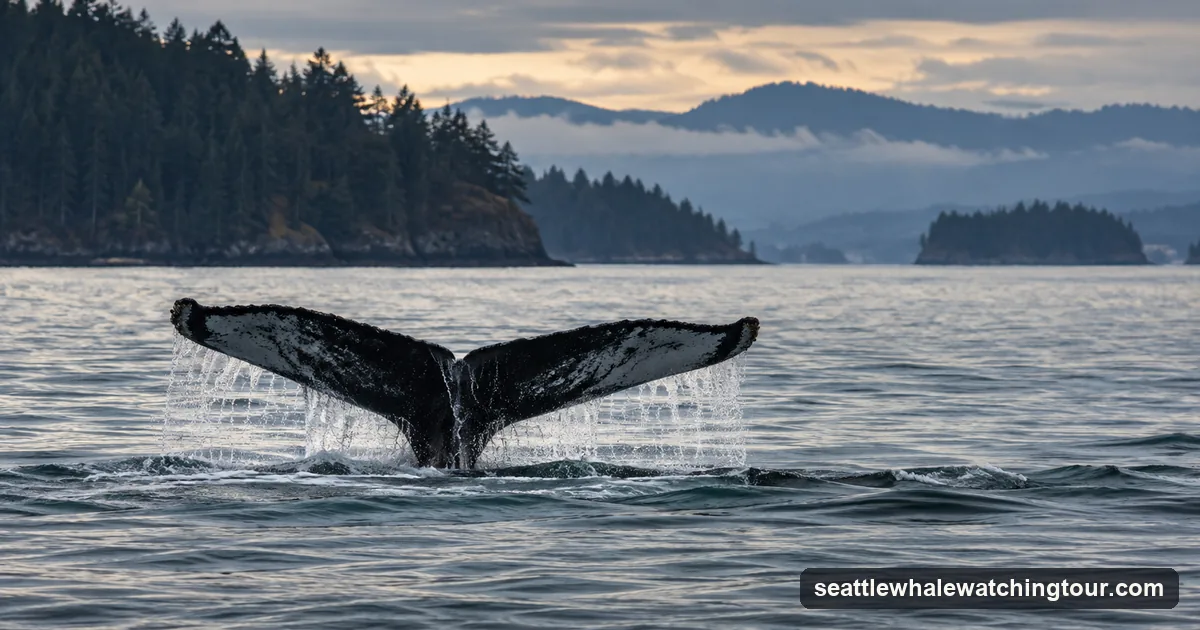 A humpback whale raising its tail fluke in autumn light off forested islands in the Salish Sea