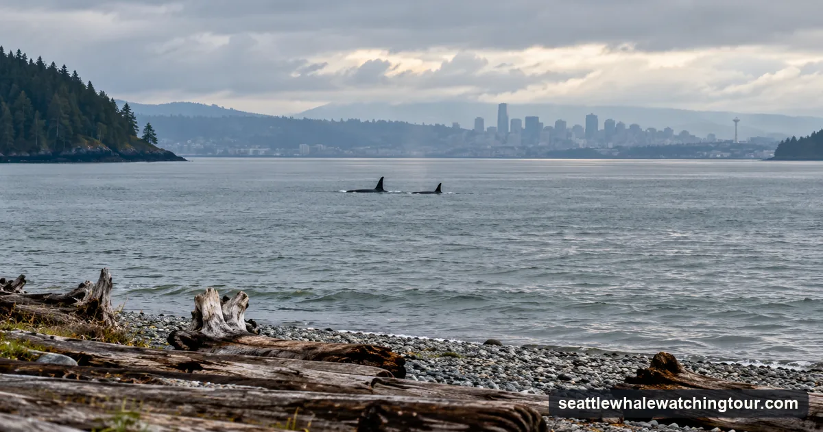 Two distant orca fins in a wide bay seen from a pebble beach, a city skyline hazy on the far shore