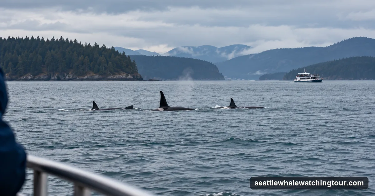 A whale-watching boat waiting at a distance while orcas surface between forested islands