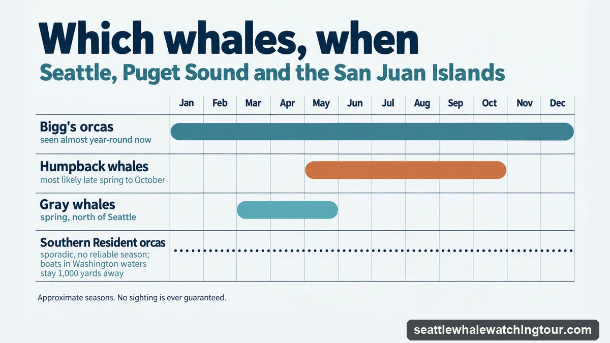 Calendar of whale seasons around Seattle: Bigg's orcas almost year-round, humpbacks May to October, gray whales March to May, Southern Resident orcas sporadic, with boats in Washington waters keeping 1,000 yards away